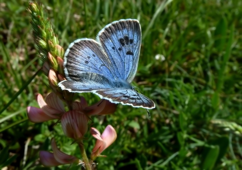 Phengaris arion = Maculinea arion